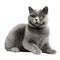 Adorable British shorthair cat isolated on a white background, AI-generated.