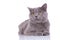 Adorable British Shorthair cat waiting