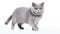Adorable British Shorthair Cat on White Background AI Generated