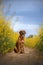 Adorable Broholmer dog standing on top of a lush green meadow, enjoying the sunny day