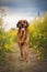 Adorable Broholmer dog standing on top of a lush green meadow, enjoying the sunny day