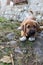 Adorable Broholmer, molossian puppy playing