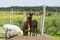 Adorable brown baby alpaca standing on mound of earth next to its reddish friend snuggling against him