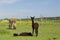 Adorable brown baby alpaca standing staring next to its sibling lying down in enclosure