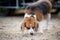 An adorable Brown beagle dog walking on countryside road