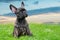 An adorable brown and black brindle French Bulldog Dog, against a dramatic sky background, composite photo