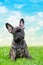 An adorable brown and black brindle French Bulldog Dog, against a dramatic sky background, composite photo