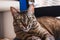 Adorable brown cat with patterns and green eyes  laying on the blue chair