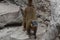 Adorable Brown Collared Lemur on a Rock