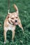 Adorable brown dog on a leash with owner, happy dog with tongue