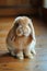 Adorable Brown Eared Rabbit Sitting on Wooden Surface