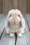 Adorable Brown Eared Rabbit Sitting on Wooden Surface