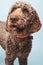 Adorable brown-furred labradoodle standing alert, gazing directly into the camera