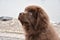 Adorable Brown Furry Newfoundland Puppy Dog Peering Up