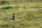 Adorable brown gopher standing on the grassy field in the wild