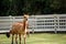 An adorable brown Huacaya Alpaca in an enclosure