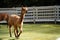 An adorable brown Huacaya Alpaca in an enclosure