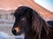 Adorable brown Icelandic horse in the winter at sunset