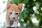 Adorable brown kitten sitting on a black seat with dark green bokeh background.