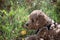 An adorable brown labradoodle puppy on the grass