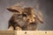 Adorable brown lion head rabbit bunny lying