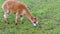 Adorable brown llama grazes on a green meadow in autumn, winter, appetizingly chews grass in pasture, concept of animal husbandry