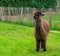 Adorable brown long haired suri or haucaya alpaca standing in a field of grass