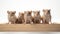 Adorable Brown Mice Carrying Wooden Box - 8k Resolution