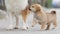 Adorable brown puppy dog say hello to adult dog by smell