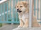 Adorable brown puppy dog sit in front of door, small cute watch dog