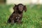 Adorable brown puppy posing on grass