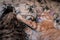 Adorable brown and red tabby cats sleeping and hugging with paws on bed