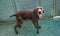 Adorable brown retriever walking on a concrete floor