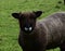 Adorable Brown Ryeland Sheep in Northern Yorkshire in England