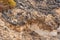 Adorable brown squirrel standing on the carved cliffs