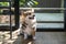 Adorable brown welsh corgi sitting on wood floor while learning something and looking owner at home. Corgi doggy playing with