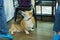 Adorable brown welsh corgi sitting on wood floor while learning something and looking owner at home. Corgi doggy playing with