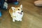 Adorable brown welsh corgi sitting on wood floor while learning something and looking owner at home. Corgi doggy playing with