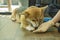 Adorable brown welsh corgi sitting on wood floor while learning something and looking owner at home. Corgi doggy playing with