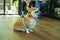 Adorable brown welsh corgi sitting on wood floor while learning something and looking owner at home. Corgi doggy playing with