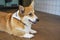 Adorable brown welsh corgi sitting on wood floor while learning something and looking owner at home. Corgi doggy playing with