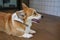 Adorable brown welsh corgi sitting on wood floor while learning something and looking owner at home. Corgi doggy playing with