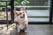 Adorable brown welsh corgi sitting on wood floor while learning something and looking owner at home. Corgi doggy playing with