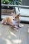 Adorable brown welsh corgi sitting on wood floor while learning something and looking owner at home. Corgi doggy playing with