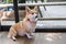 Adorable brown welsh corgi sitting on wood floor while learning something and looking owner at home. Corgi doggy playing with