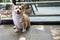 Adorable brown welsh corgi sitting on wood floor while learning something and looking owner at home. Corgi doggy playing with