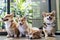 Adorable brown welsh corgi sitting on wood floor while learning something and looking owner at home. Two Corgi doggy playing with