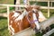 Adorable Brown and White Pony in Wooden Fence: Captivating Close-Up of a Graceful Companion