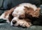 Adorable brown and white pup lounging contently on a green sofa