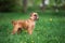 Adorable brussels griffon dog outdoors in summer